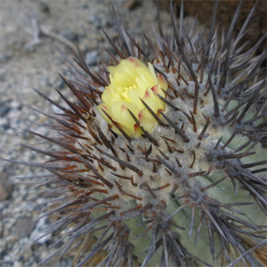 Copiapoa marginata